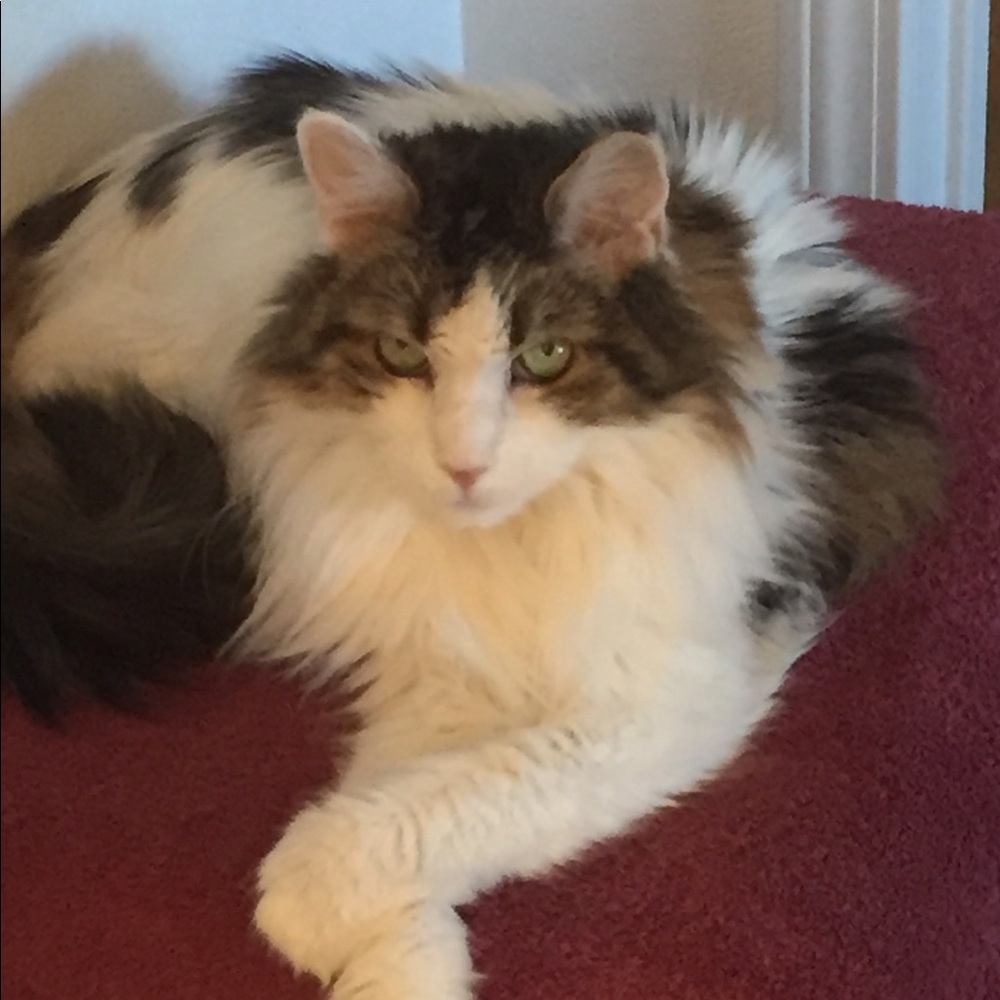 😹 Bye Cutie 😹 Said goodbye to our dear Cutie 2-6-24. She gave us much Joy!♥️ - Picture 8 of 14